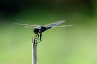 Dragon fly